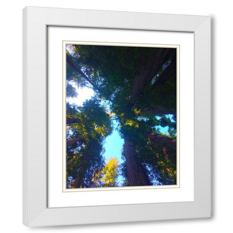 Tree Canopy X White Modern Wood Framed Art Print with Double Matting by Grayscale