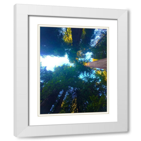 Tree Canopy XI White Modern Wood Framed Art Print with Double Matting by Grayscale