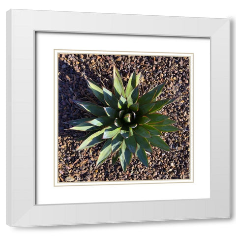 Agave I White Modern Wood Framed Art Print with Double Matting by Grayscale