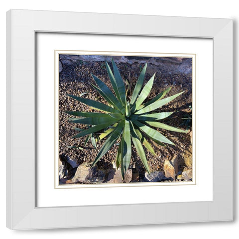 Agave II White Modern Wood Framed Art Print with Double Matting by Grayscale