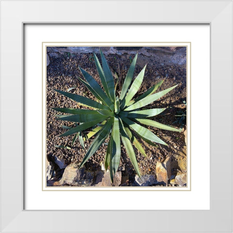 Agave II White Modern Wood Framed Art Print with Double Matting by Grayscale