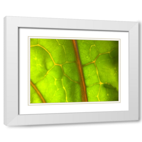 Backlight Leaf I White Modern Wood Framed Art Print with Double Matting by Grayscale
