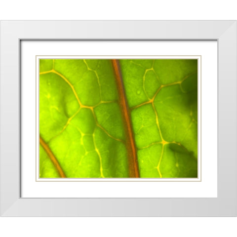 Backlight Leaf I White Modern Wood Framed Art Print with Double Matting by Grayscale