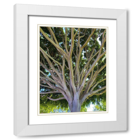 Tree Canopy XIV White Modern Wood Framed Art Print with Double Matting by Grayscale