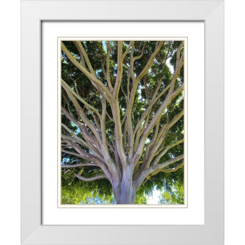 Tree Canopy XIV White Modern Wood Framed Art Print with Double Matting by Grayscale