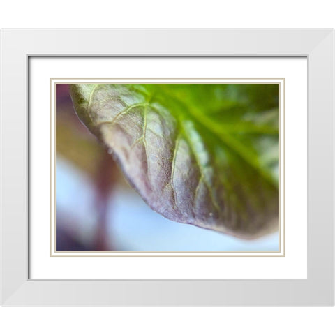 Leaf Edge I White Modern Wood Framed Art Print with Double Matting by Grayscale