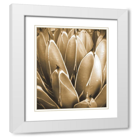 Agave Sepia White Modern Wood Framed Art Print with Double Matting by Tenoever, William