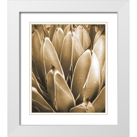 Agave Sepia White Modern Wood Framed Art Print with Double Matting by Tenoever, William