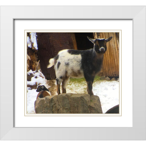 Two Goats White Modern Wood Framed Art Print with Double Matting by Popcorn