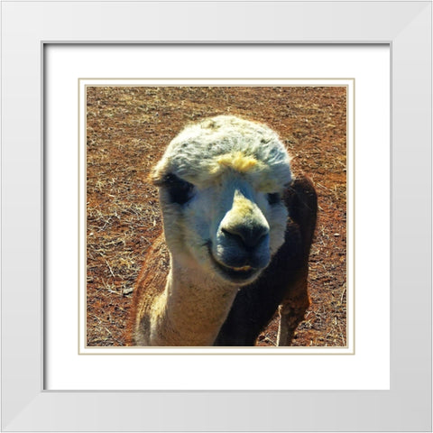 Alpaca III White Modern Wood Framed Art Print with Double Matting by Popcorn