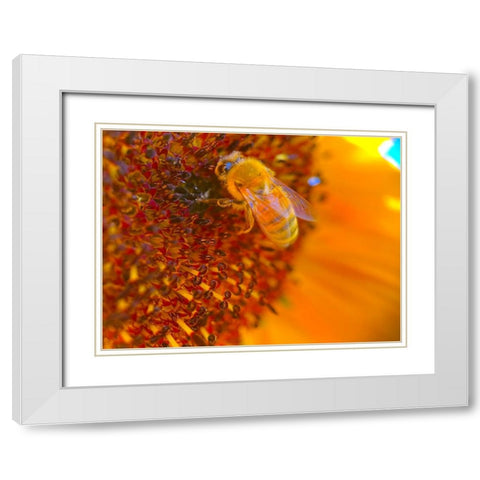 BeeOnSunflower1 White Modern Wood Framed Art Print with Double Matting by Tenoever, William