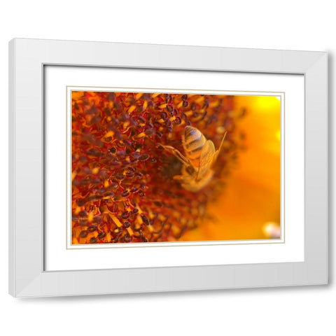 BeeOnSunflower2 White Modern Wood Framed Art Print with Double Matting by Tenoever, William