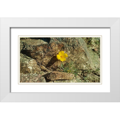 Poppies I White Modern Wood Framed Art Print with Double Matting by Popcorn