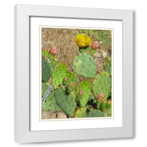 Prickly Pear II White Modern Wood Framed Art Print with Double Matting by Popcorn