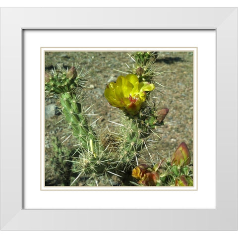 Cholla Bloom II White Modern Wood Framed Art Print with Double Matting by Popcorn