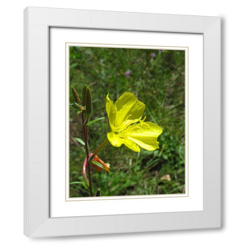 Poppies II : After the Rain White Modern Wood Framed Art Print with Double Matting by Popcorn