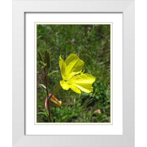 Poppies II : After the Rain White Modern Wood Framed Art Print with Double Matting by Popcorn