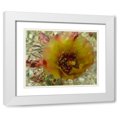Cholla Bloom V White Modern Wood Framed Art Print with Double Matting by Popcorn