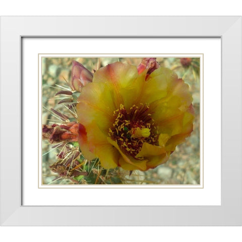 Cholla Bloom V White Modern Wood Framed Art Print with Double Matting by Popcorn