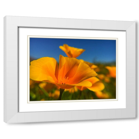 Poppies III White Modern Wood Framed Art Print with Double Matting by Popcorn