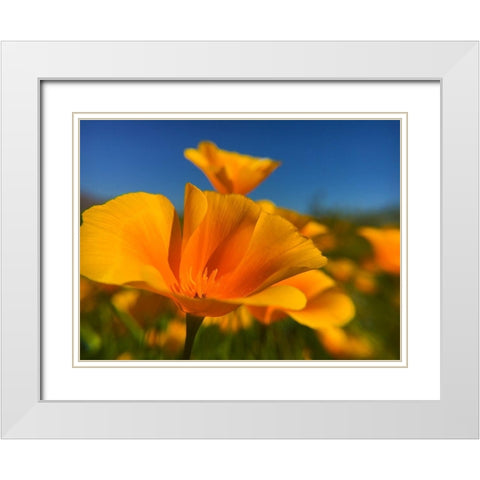 Poppies III White Modern Wood Framed Art Print with Double Matting by Popcorn