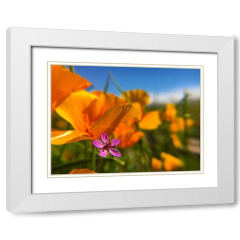 Wildflower II White Modern Wood Framed Art Print with Double Matting by Popcorn