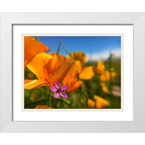 Wildflower II White Modern Wood Framed Art Print with Double Matting by Popcorn