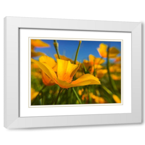 Wildflower VII White Modern Wood Framed Art Print with Double Matting by Popcorn