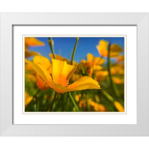 Wildflower VII White Modern Wood Framed Art Print with Double Matting by Popcorn