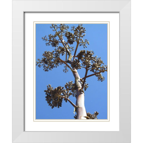 Century Plant I White Modern Wood Framed Art Print with Double Matting by Popcorn