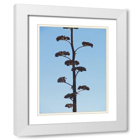 Century Plant II White Modern Wood Framed Art Print with Double Matting by Popcorn