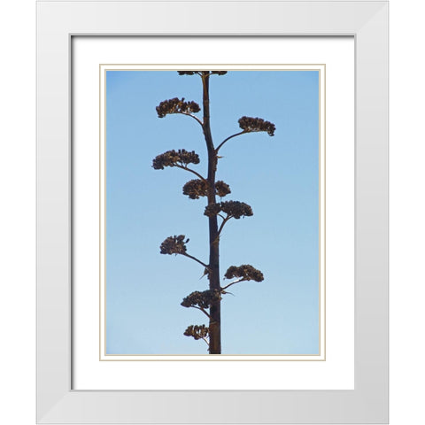 Century Plant II White Modern Wood Framed Art Print with Double Matting by Popcorn