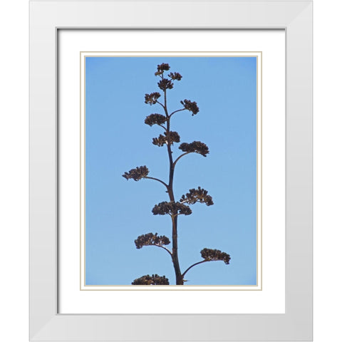 Century Plant III White Modern Wood Framed Art Print with Double Matting by Popcorn