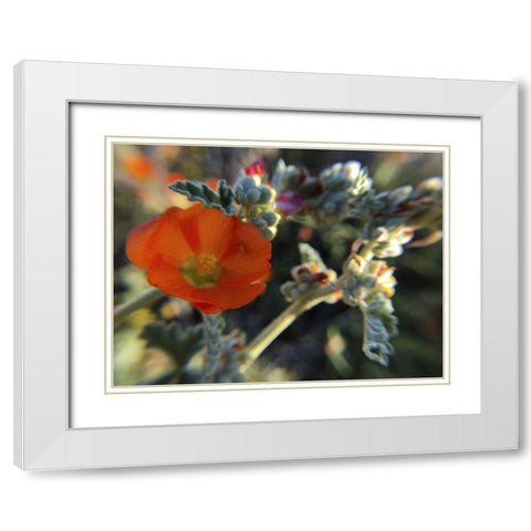 Wildflowers XXI White Modern Wood Framed Art Print with Double Matting by Popcorn
