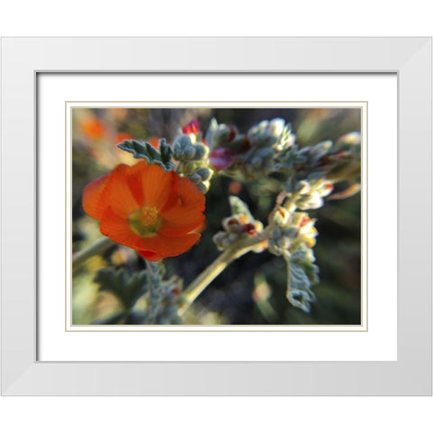 Wildflowers XXI White Modern Wood Framed Art Print with Double Matting by Popcorn