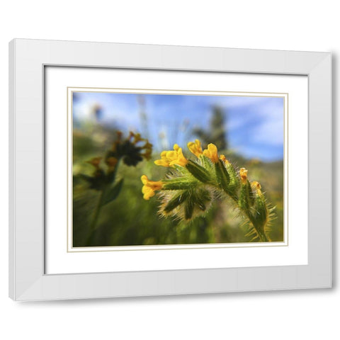 Wildflowers XXVI White Modern Wood Framed Art Print with Double Matting by Popcorn