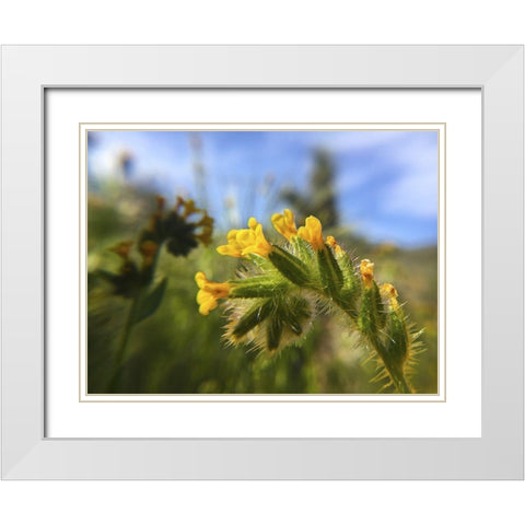 Wildflowers XXVI White Modern Wood Framed Art Print with Double Matting by Popcorn