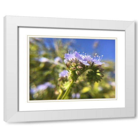 Wildflowers XXIX White Modern Wood Framed Art Print with Double Matting by Popcorn