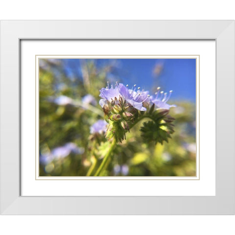 Wildflowers XXIX White Modern Wood Framed Art Print with Double Matting by Popcorn