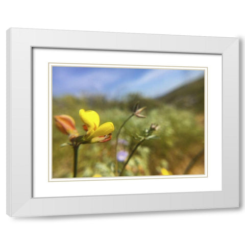Wildflowers XXX White Modern Wood Framed Art Print with Double Matting by Popcorn