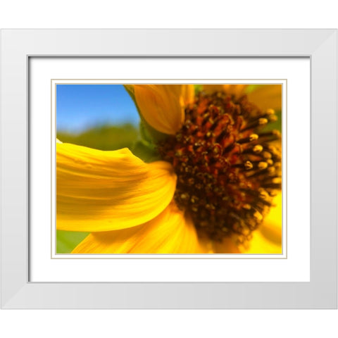 Sunflower I White Modern Wood Framed Art Print with Double Matting by Popcorn