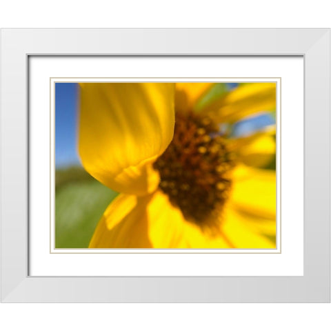 Sunflower II White Modern Wood Framed Art Print with Double Matting by Popcorn
