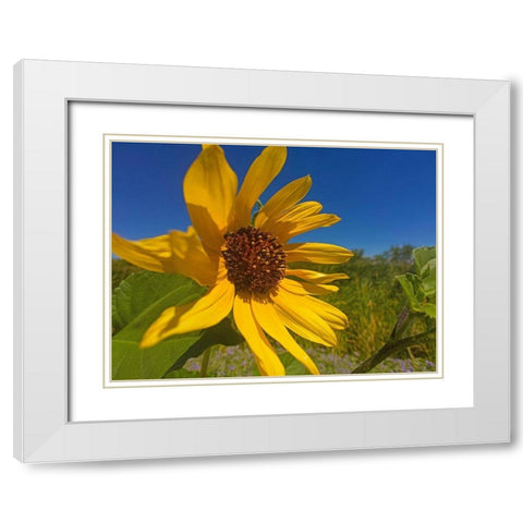 Sunflower IV White Modern Wood Framed Art Print with Double Matting by Popcorn