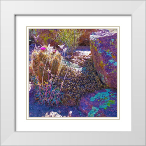 Rock Echeveria I-b W/ Hedgehog Cactus White Modern Wood Framed Art Print with Double Matting by Tenoever, William