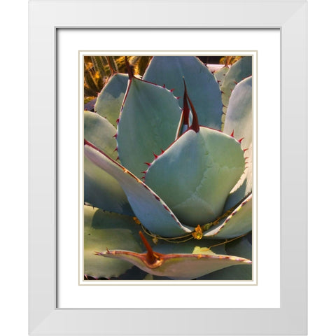 Mescal Agave A White Modern Wood Framed Art Print with Double Matting by Tenoever, William