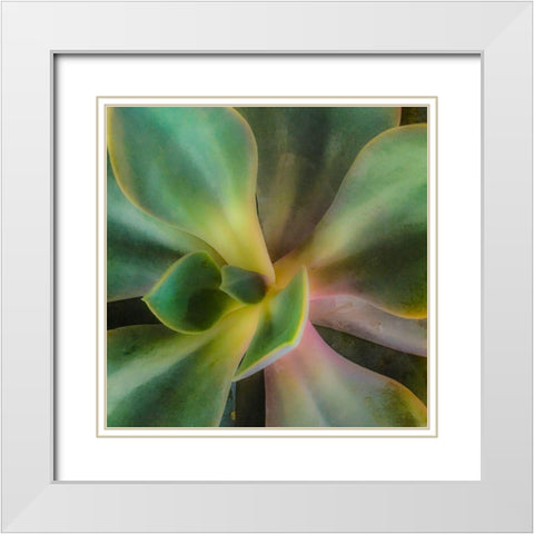 Succulent White Modern Wood Framed Art Print with Double Matting by Tenoever, William