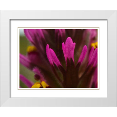 Owl Clover White Modern Wood Framed Art Print with Double Matting by Tenoever, William