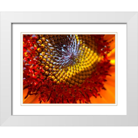 Sunflower2 White Modern Wood Framed Art Print with Double Matting by Tenoever, William