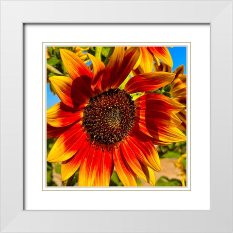 LittleBeckaSunFlower White Modern Wood Framed Art Print with Double Matting by Tenoever, William