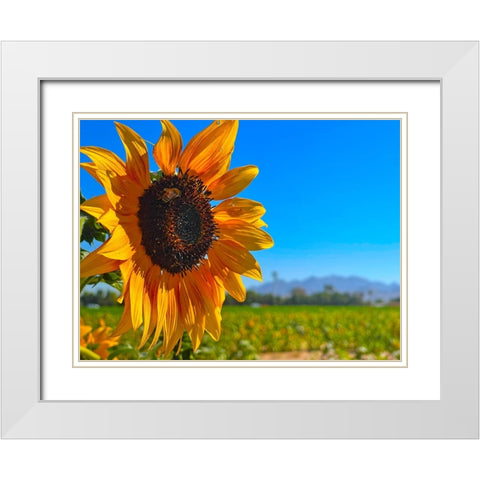 Sunflower3 White Modern Wood Framed Art Print with Double Matting by Tenoever, William